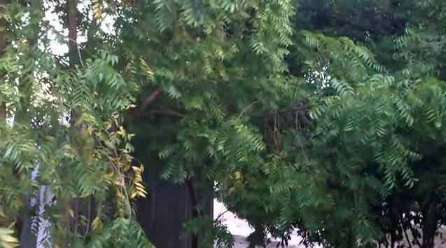 tanaman minyak neem dibenci nyamuk